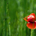 Red Poppy