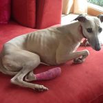 Cleo with her pink smiley face foot